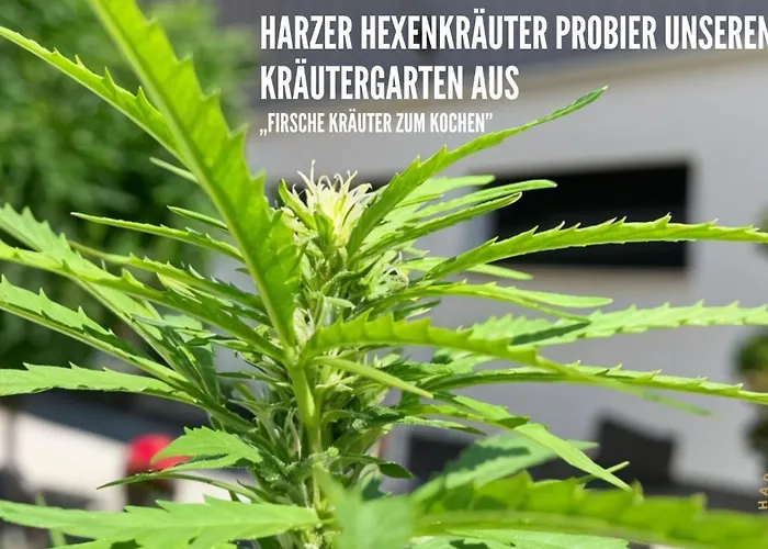 Harzer Healing Center 2024 Gemuetliche Landhauswohnung Mit Fussbodenheizung,Xxl Kochinsel,Xxl Regenduschen,Modern,Hochwertig,Persoenlich,Vollausgestattet