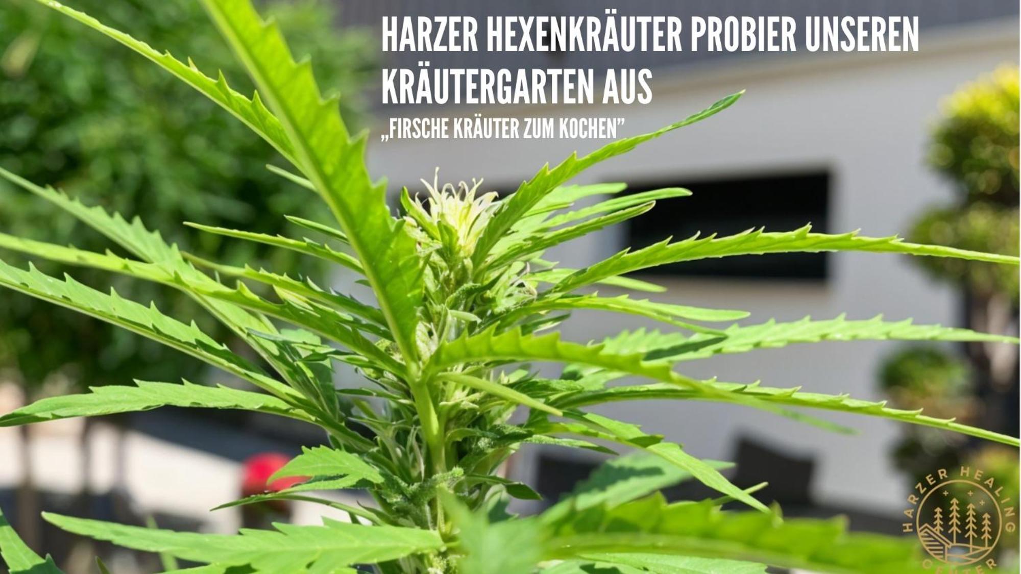 Apartment Harzer Healing Center 2024 Gemuetliche Landhauswohnung Mit Fussbodenheizung,xxl Kochinsel,xxl Regenduschen,modern,hochwertig,persoenlich,vollausgestattet *